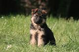 BERGER ALLEMAND 1241